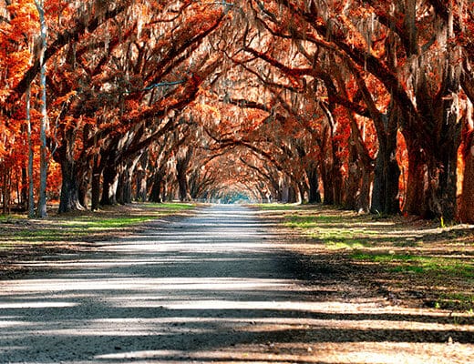 Charleston SC Fall Leaves